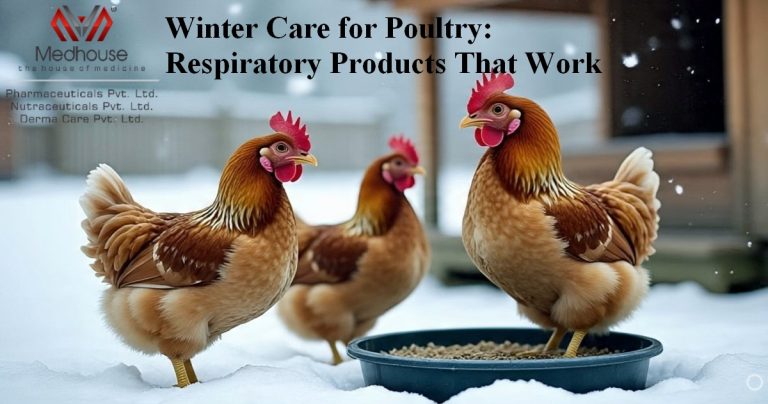 Winter Care for Poultry: Respiratory Products That Work